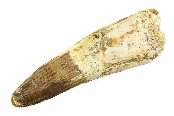 Real Fossil Spinosaurus Tooth - Huge Dinosaur Tooth #346754